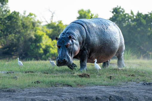 Hippo on the run on land in Chobe National Park in Botswana
