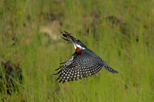 Giant Kingfisher (Megaceryle maxima) flying after catching a crab in the Chobe River in Botswana