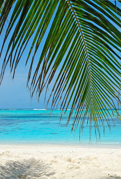 istock Palm tree leaves against the blue sea 2150406947