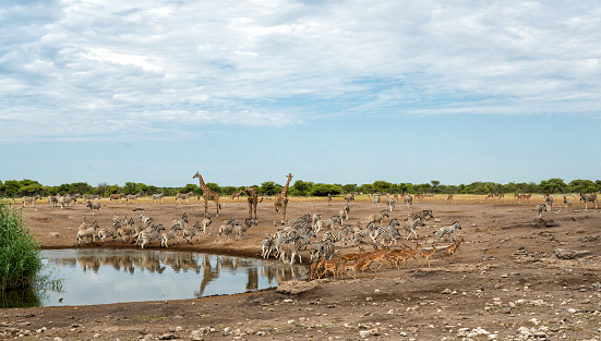 Giraffes and zebra drinking in a waterhole in Etosha National Park in Namibia