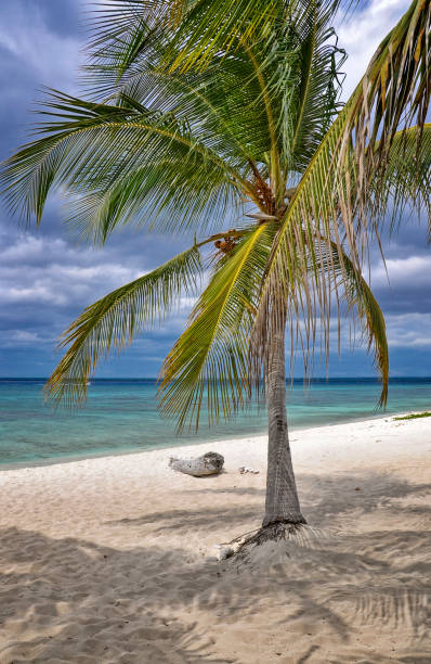 istock Palm tree on tropical beach Dominican Republic 2150406954