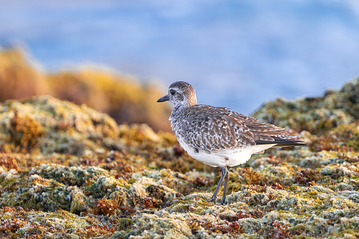 Grey plover in non-breeding plumage,  (Pluvialis squatarola), walking on seaweed at low tide, in Tenerife, Canary islands