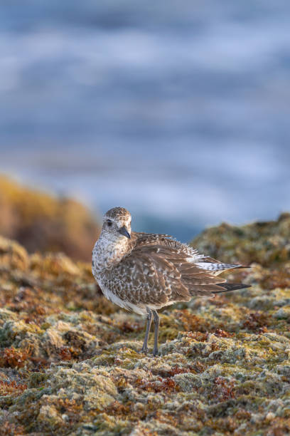 istock Grey plover in non-breeding plumage, standing on seaweed 2150406977