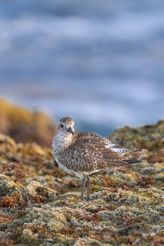 Grey plover in non-breeding plumage,  (Pluvialis squatarola), standing on seaweed at low tide, in Tenerife, Canary islands