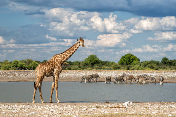 istock Giraffes and zebra drinking in Etosha National Park 2150407011
