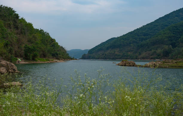 Wild flowers on the banks of the Mekong River