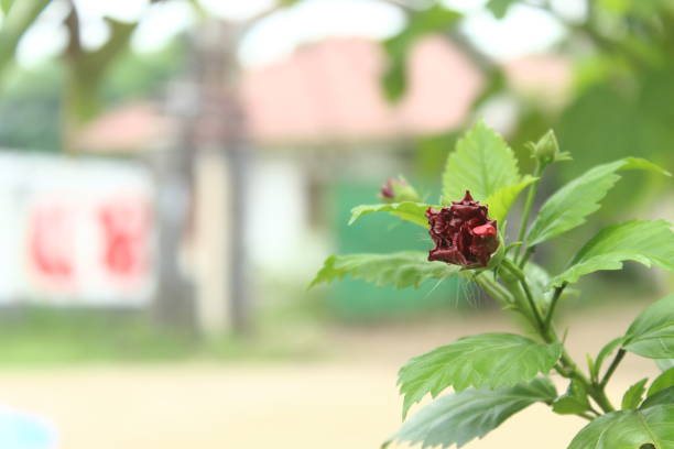 istock Hibiscus flowers bloom beautifully in the yard 2150410287