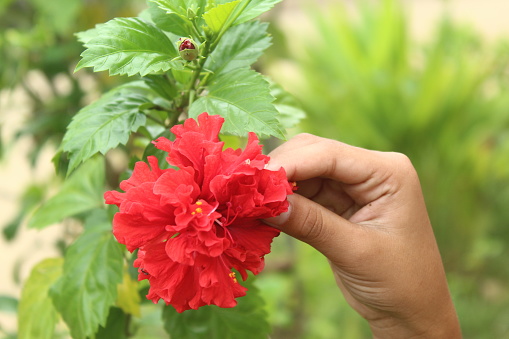 hand holding beautiful blooming hibiscus flowers in the yard