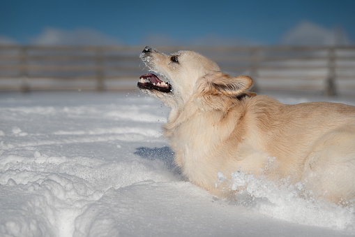 A golden retriever puppy enjoying the snow and winter