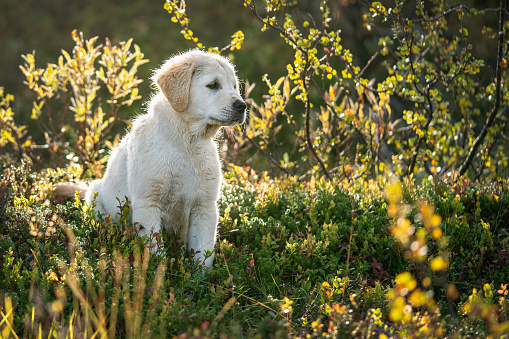 A golden retriever puppy sitting and enjoying the nature