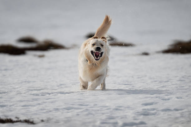 istock A happy golden retriever enjoying the snow 2150410420