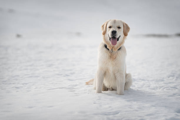 A majestic golden retriever sitting and enjoying the beauty of winter