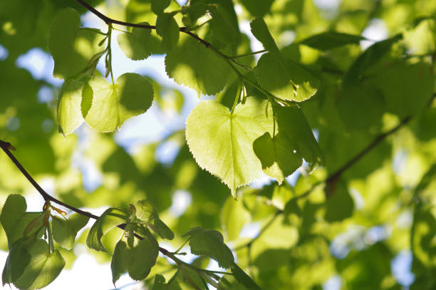 istock Green leaves, beautiful freshness background, spring. 2150410663
