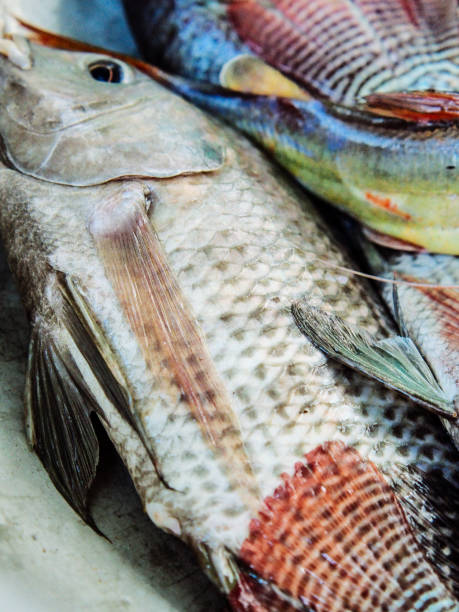 istock fresh tilapia in thai market 2150410709