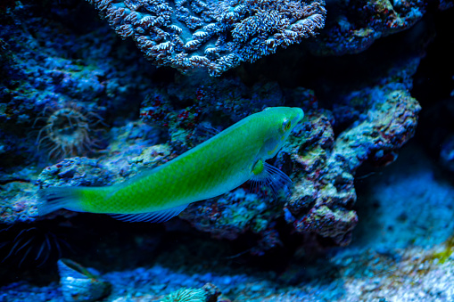 An electric blue fish swims underwater near a vibrant coral reef