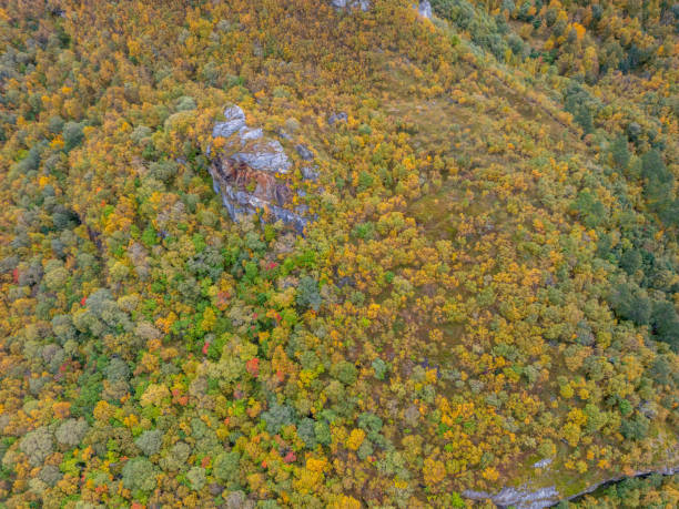 istock Overhead Tapestry of Autumnal Forest 2150412231