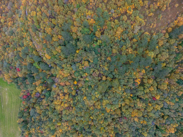istock Overhead View of Dense Autumnal Forest 2150412316