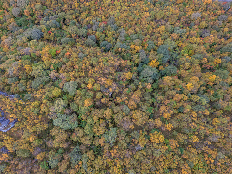 An overhead view of a dense forest in the peak of autumn, captured from the sky. The canopy is a tapestry of colors with dominant green tones punctuated by vibrant yellows, oranges, and occasional reds as the trees transition through the fall season.