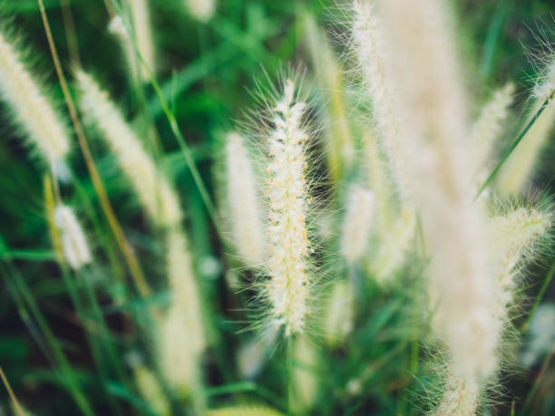 istock close up of grass flower 2150413152