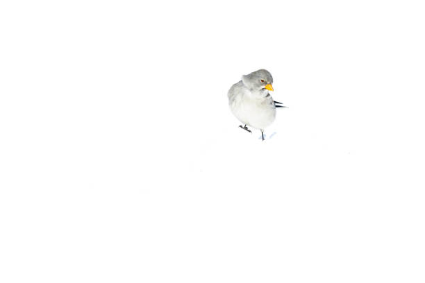 A small passerine bird perched at high altitude in the Alps of Switserland in the winter.