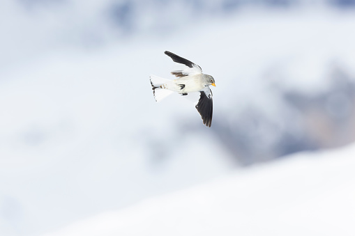 White songbird with black wings landing in a snow area in the mountains.
