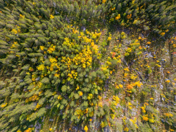 An aerial view of an autumn forest, alive with a spectrum of fall colors. Yellows and golds weave through greens, with patches of red marking the transformation of trees in seasonal flux. The thick, lush forest appears soft and textured from above, broken only by occasional clearings and the winding trail of a path or stream. This overhead perspective showcases a natural mosaic, capturing the flowing rhythm of life and the changing seasons.
