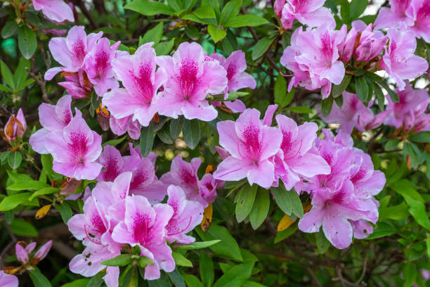 istock Beautiful azalea flowers 2150414341