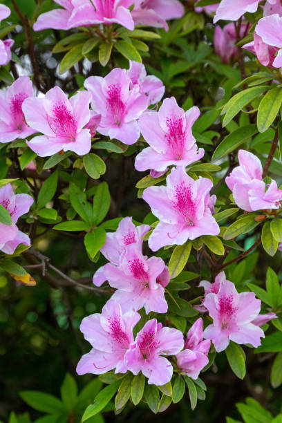 istock Beautiful azalea flowers 2150414353