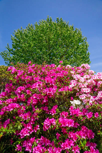 istock Beautiful azalea flowers 2150414355