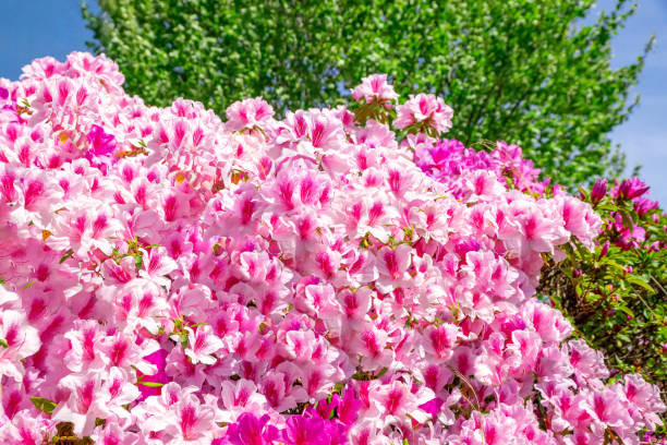istock Beautiful azalea flowers 2150414368