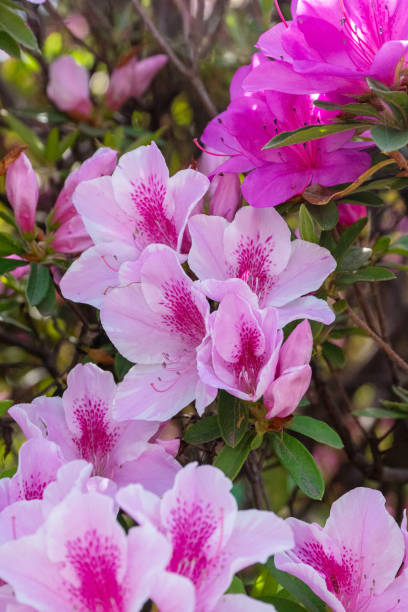 istock Beautiful azalea flowers 2150414396