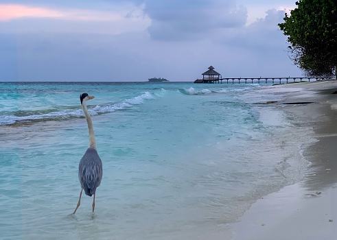 Heron against the backdrop of sunset in the MaldivesGenerated image. High quality photo