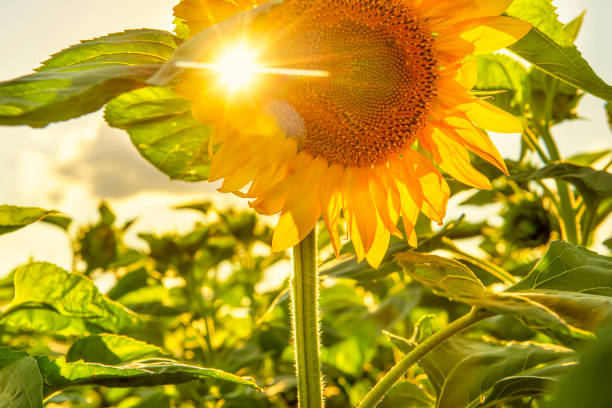 Sunflower and rays of sun. close-up.