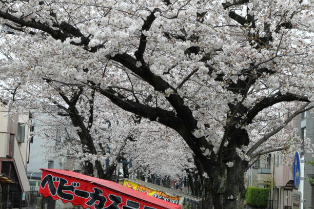 istock Cherry blossoms in Saitama Prefecture, Japan 2150414962
