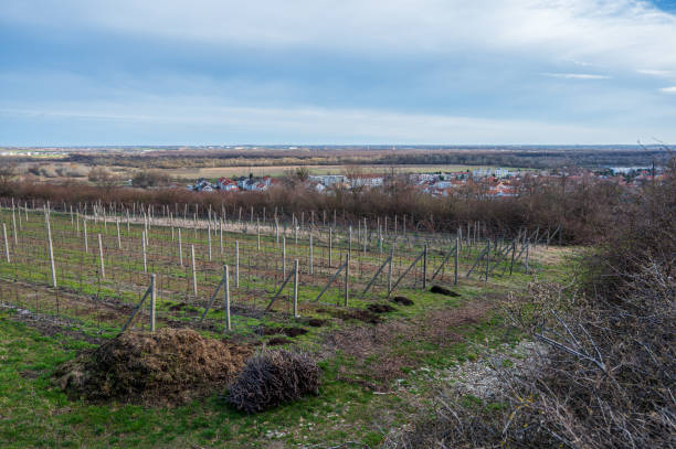 istock View over vineyards to valley with fields, forests and cities. 2150416377