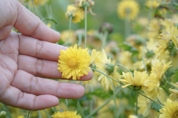 istock A hand holding a yellow flower. 2150416639