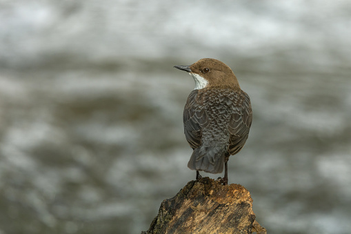Male white-throated dipper (Cinclus cinclus) perching on a tree stump in front of a stream.