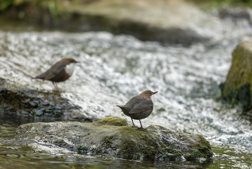 Pair of white-throated dippers (Cinclus cinclus) standing on large stones in a stream.