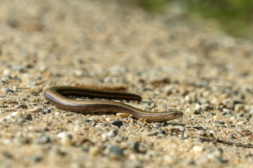 Slow worm (Anguis fragilis) crawling on a path.