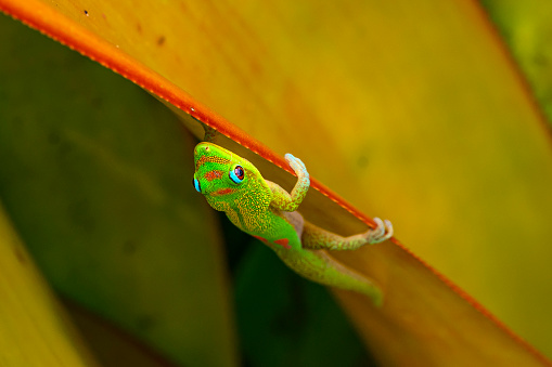 Day gecko in Hawaii