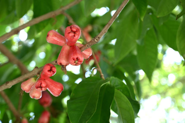 Fresh Tropical Water Guava (Syzygium samarangense)