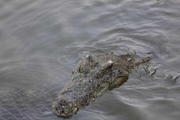 istock Close up salt crocodile is show head in river 2150422954
