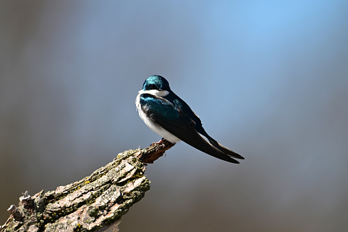Iridescent male Tree Swallow bird perched on the end of a dead tree