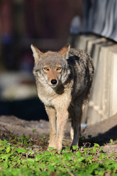 istock Urban Wildlife a Coyote loosing its habitat walks between homes under construction 2150424665