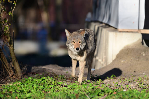 Urban Wildlife a Coyote loosing its habitat walks between homes under construction