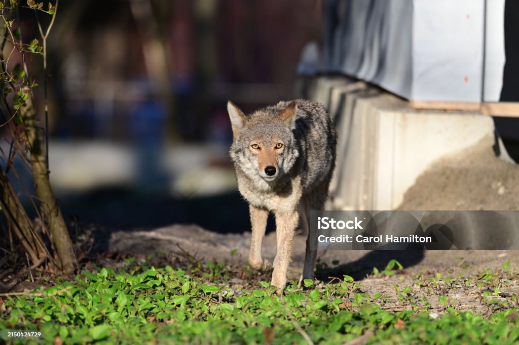 Urban Wildlife a Coyote loosing its habitat walks between homes under construction Urban wildlife a photograph of a coyote walking between homes under construction as it looses its habitat to development Coyote Stock Photo Urban Wildlife a Coyote loosing its habitat walks between homes under construction Urban wildlife a photograph of a coyote walking between homes under construction as it looses its habitat to development Coyote Stock Photo