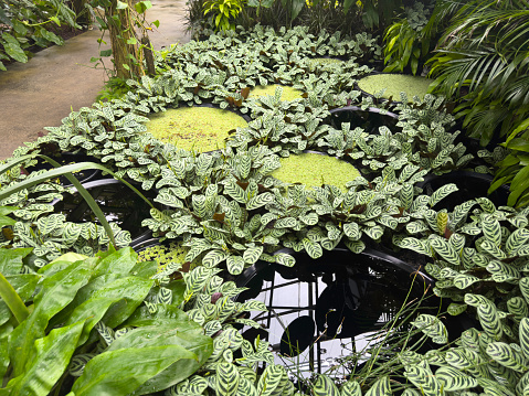 Round artificial pools with skylight reflections or small aquatic plants, surrounded by peacock plants (binomial name: Goeppertia makoyana, also known as Calathea makoyana), in a tropical conservatory
