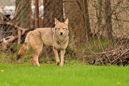 Urban wildlife a photograph of a coyote walking across green grass in a vacant city lot in search of food
