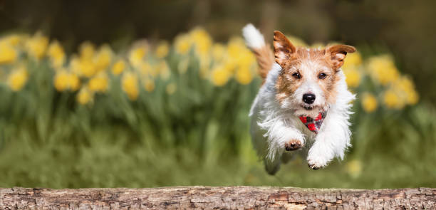 istock Happy hyperactive dog running, puppy in summer, pet banner 2150425732