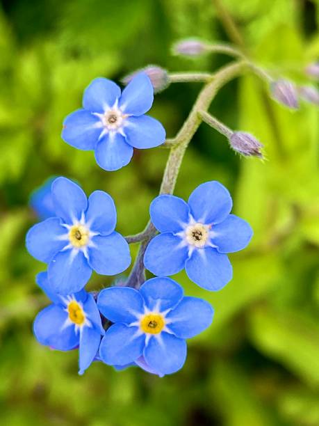 Single Blue Purple Anemone Flower against a plain white background.